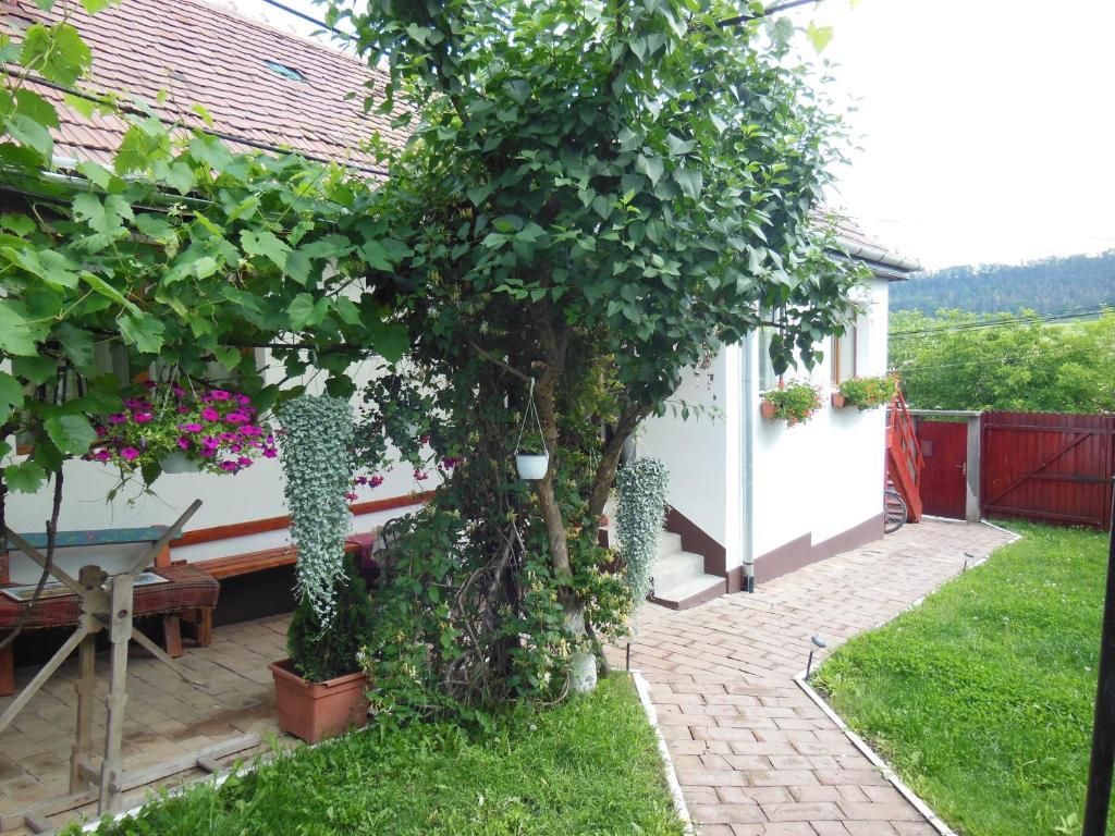 Pension Bassen Bazna Bagian luar foto