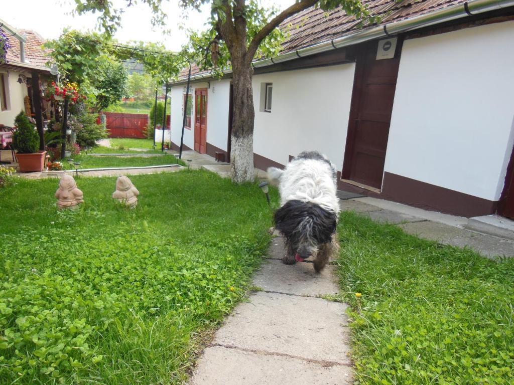 Pension Bassen Bazna Bagian luar foto